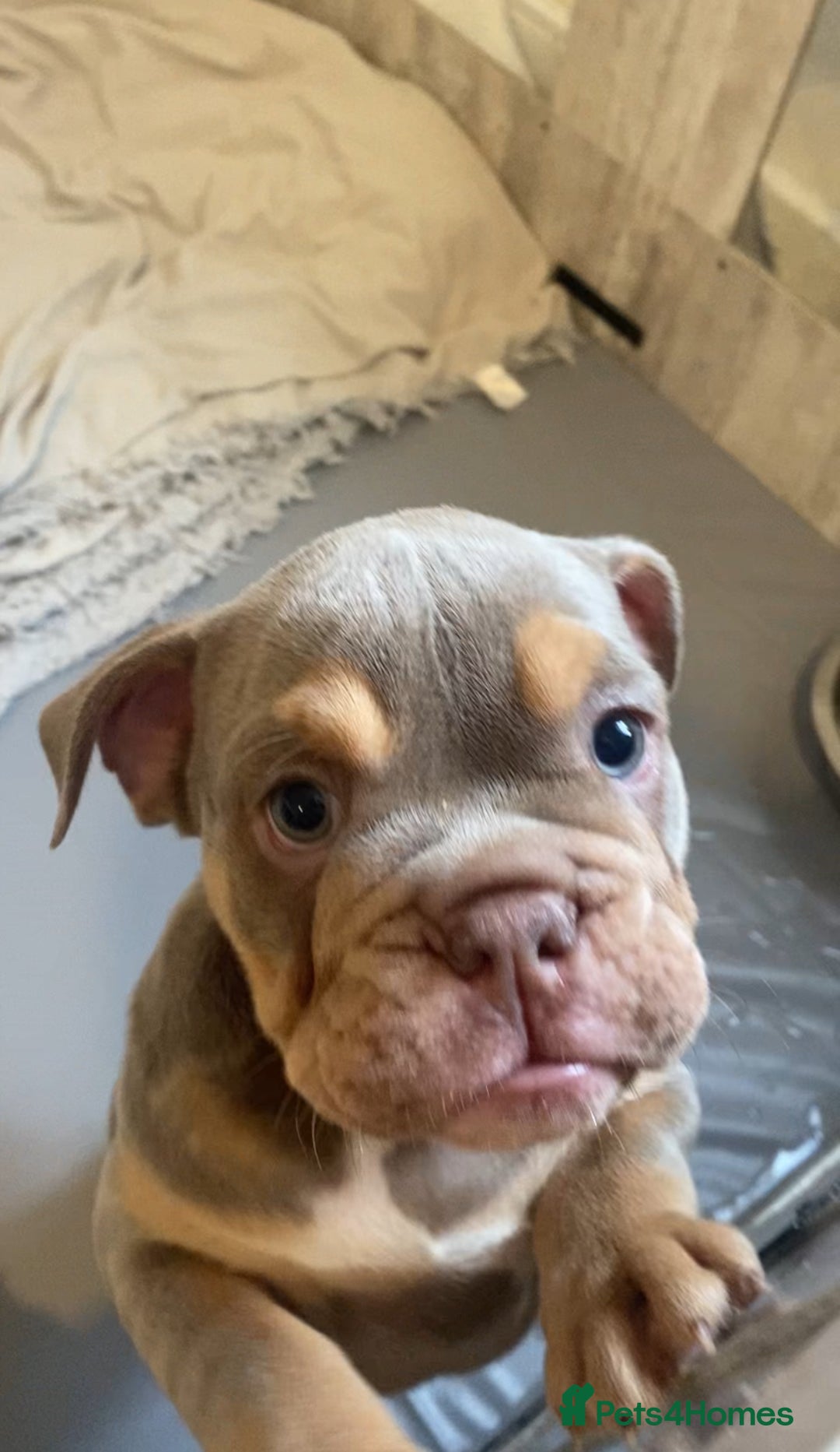 English Bulldog dogs for sale: Pedigree English bulldogs top-lines (7 weeks old)  - Image 4