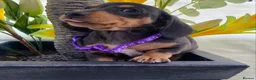Miniature Dachshund dogs for sale: STUNNING Miniature Dachshund Puppies!!! - Advert 26
