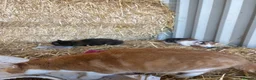 Mixed Breed cats for sale: 2 kittens looking for forever home - Advert 10