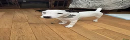 Jack Russell dogs for sale: Rehoming: Pure Breed Jack Russell in Haverhill - Advert 7