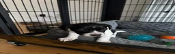 Mixed Breed dogs for sale: 3 gorgeous loving male puppies  - Advert 5