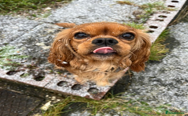 Cavalier King Charles Spaniel dogs - Advert 7