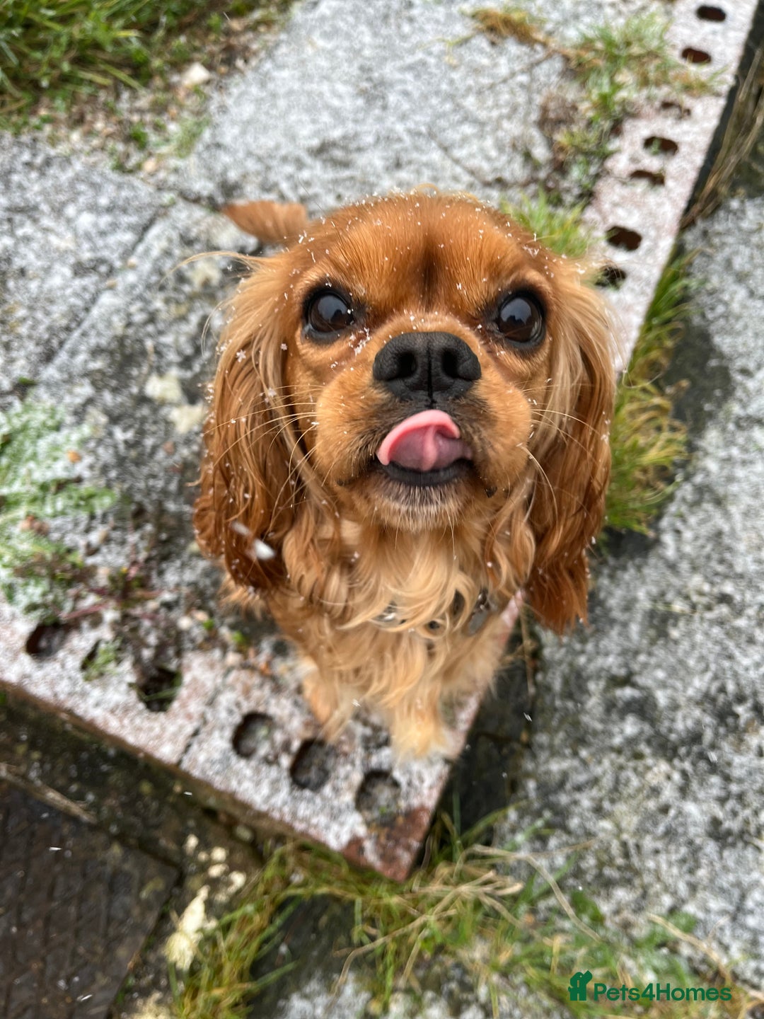 Cavalier King Charles Spaniel dogs for sale: Stunning KC Reg Cavaliers ✨ Fully Health Tested ✨ - Image 1