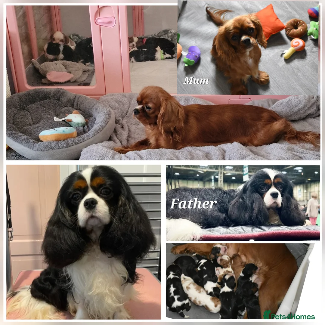 Cavalier King Charles Spaniel dogs for sale: Fully Health Tested KC Cavalier King Charles S in Rugby - Advert 2