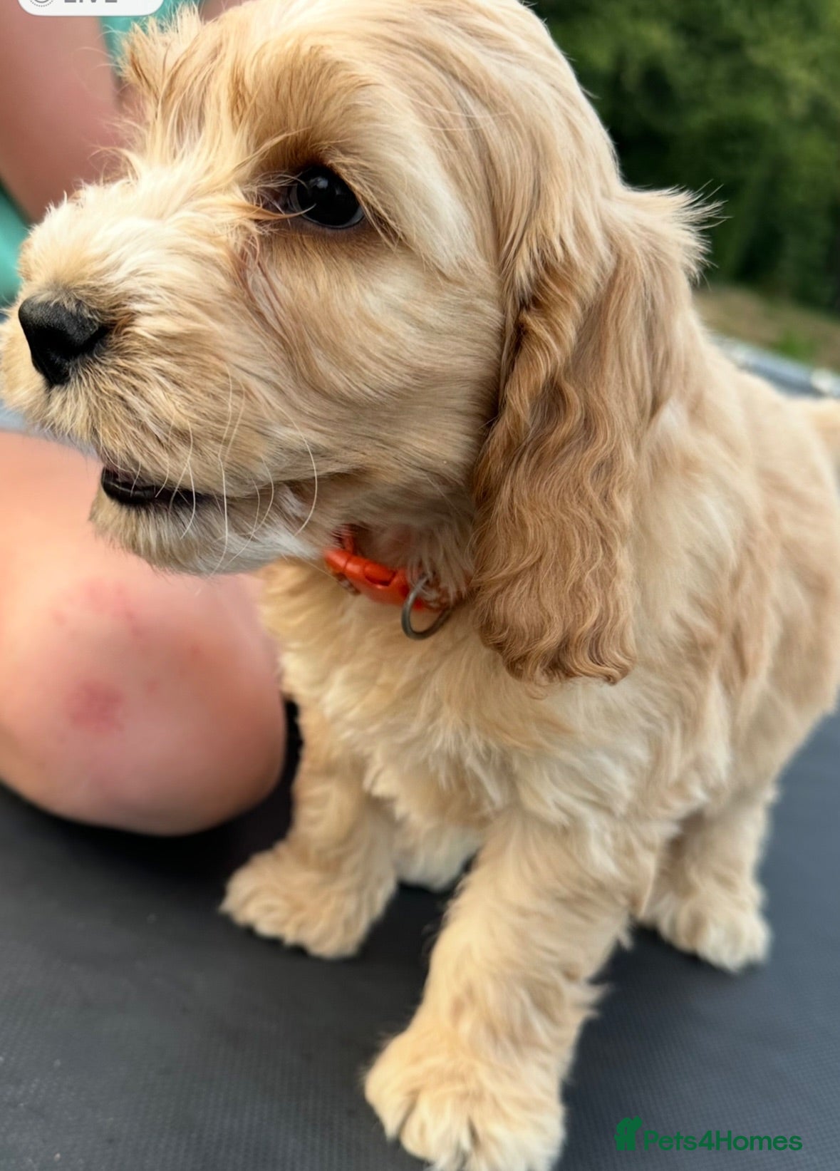 Cockapoo dogs F1 Cockapoos  - Advert 2