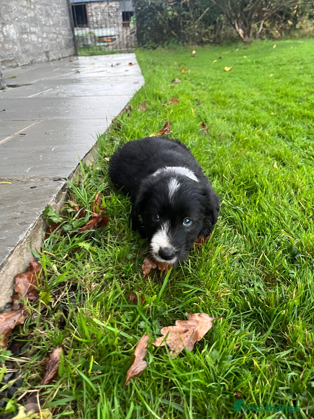 Bearded Collie dogs for sale: Six beautiful Beardie puppies for sale - Image 4