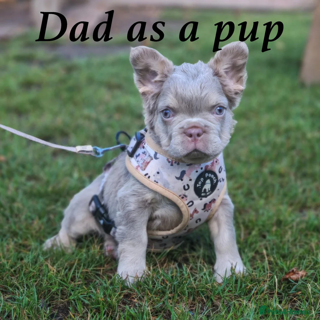 French Bulldog dogs for sale: French Bulldog Cross Affenpinscher - Advert 16