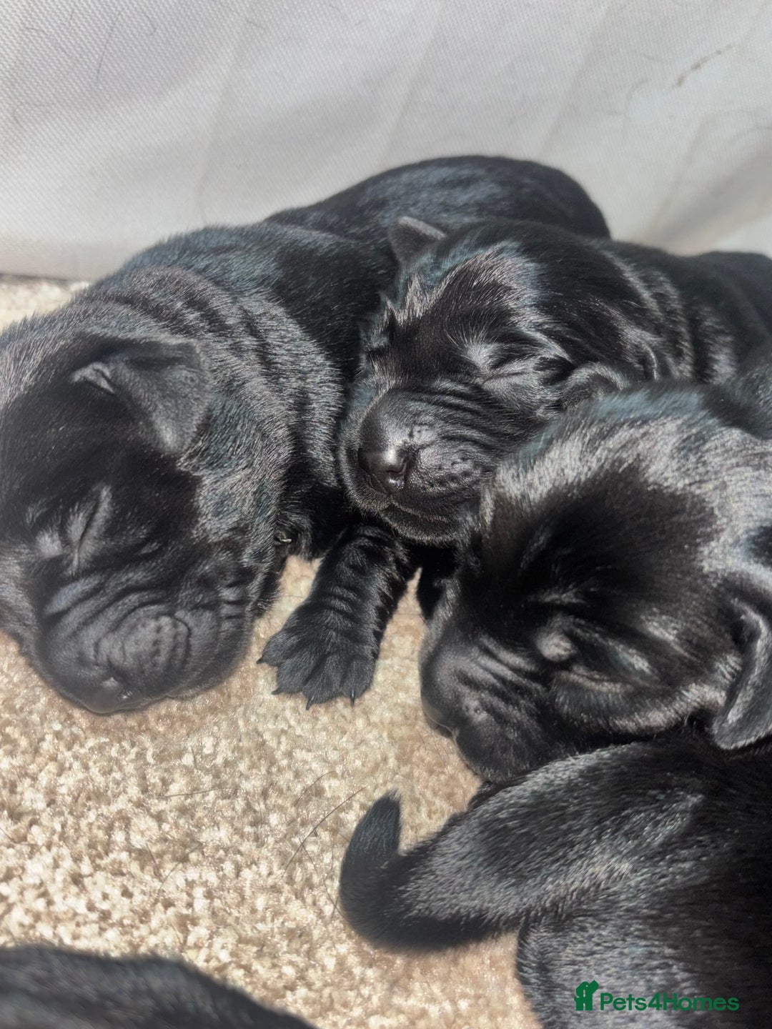 Goldador dogs for sale: Beautiful chunky goldador puppies  - Image 3