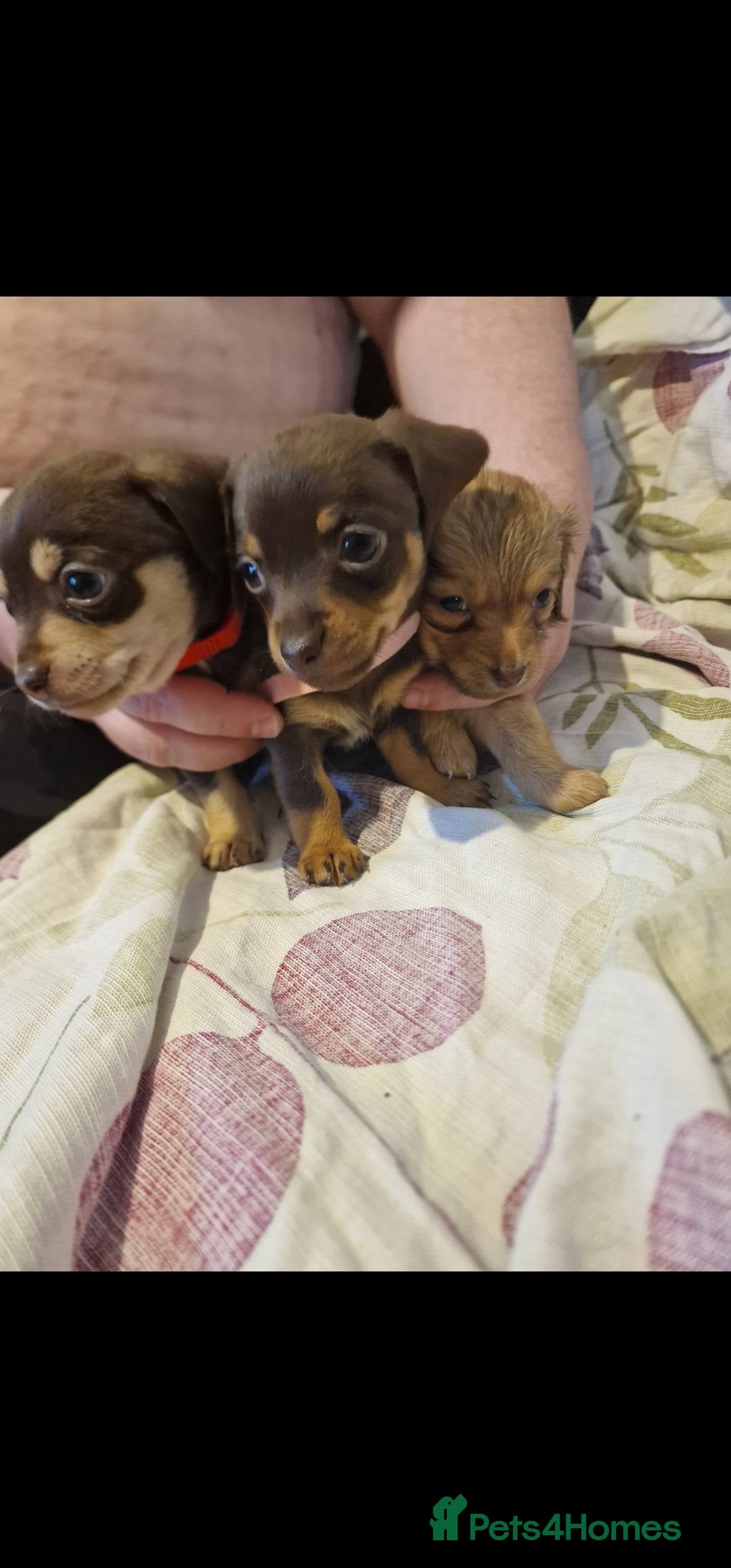 Chiweenie dogs for sale: 6 Chihuahua/Minature Dacshund Pups Ready to leave - Image 2