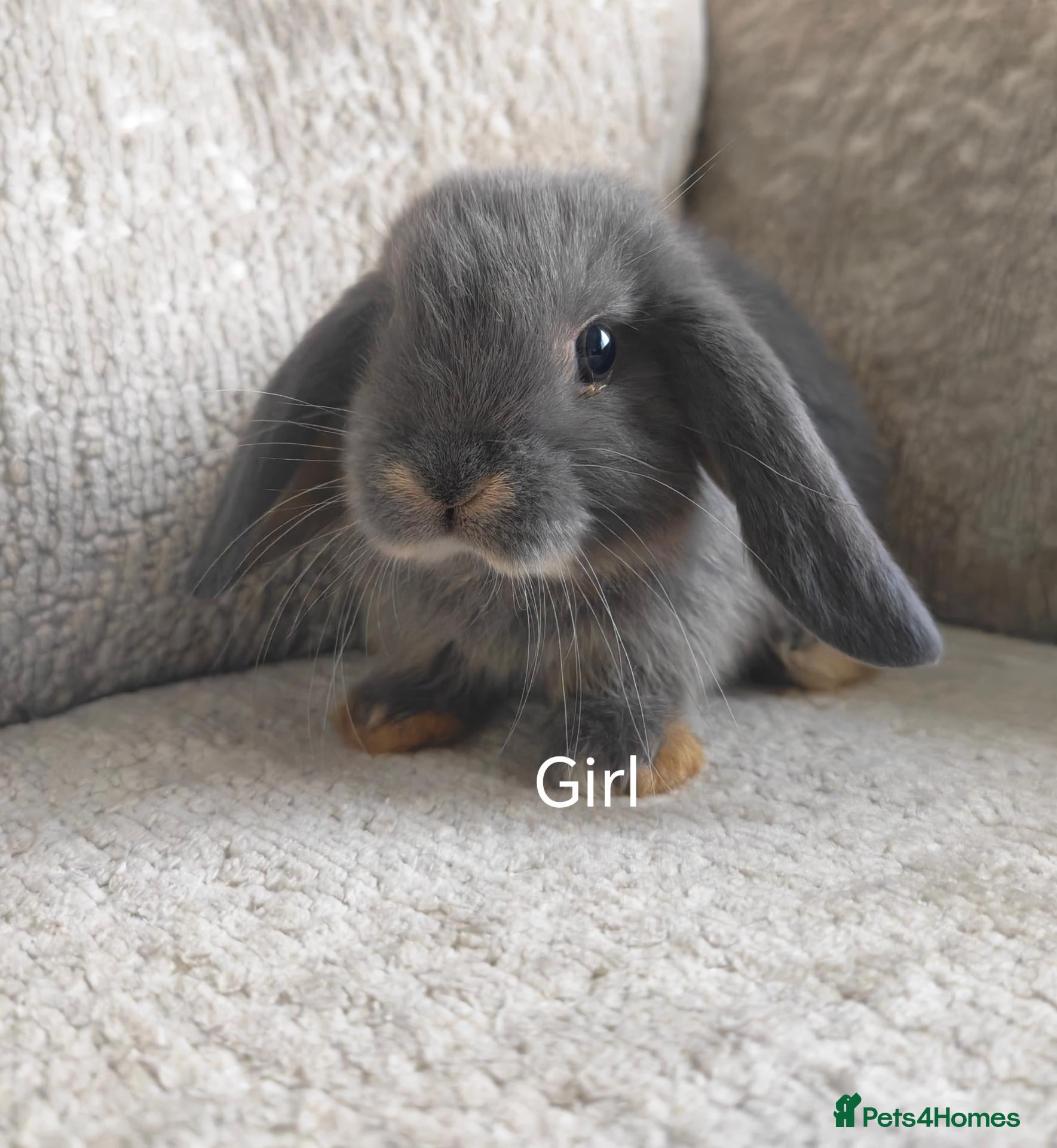 Mini Lop rabbits Beautiful Mini Lop Bunnies  - Advert 13
