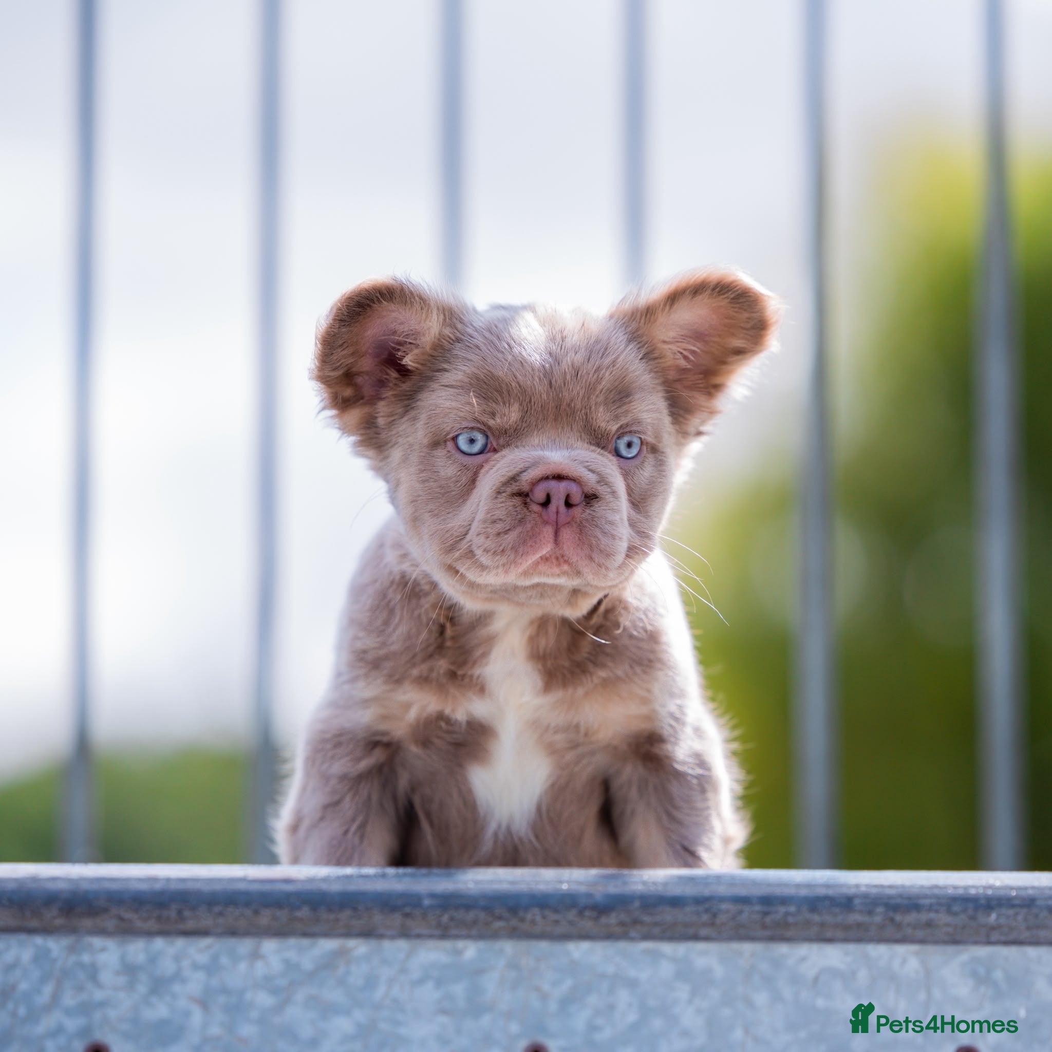 French Bulldog dogs Fluffy French Bull dogs HIGH QUALITY FRENCHIE - Advert 2