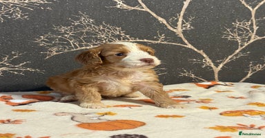 Cockapoo dogs - Advert 5