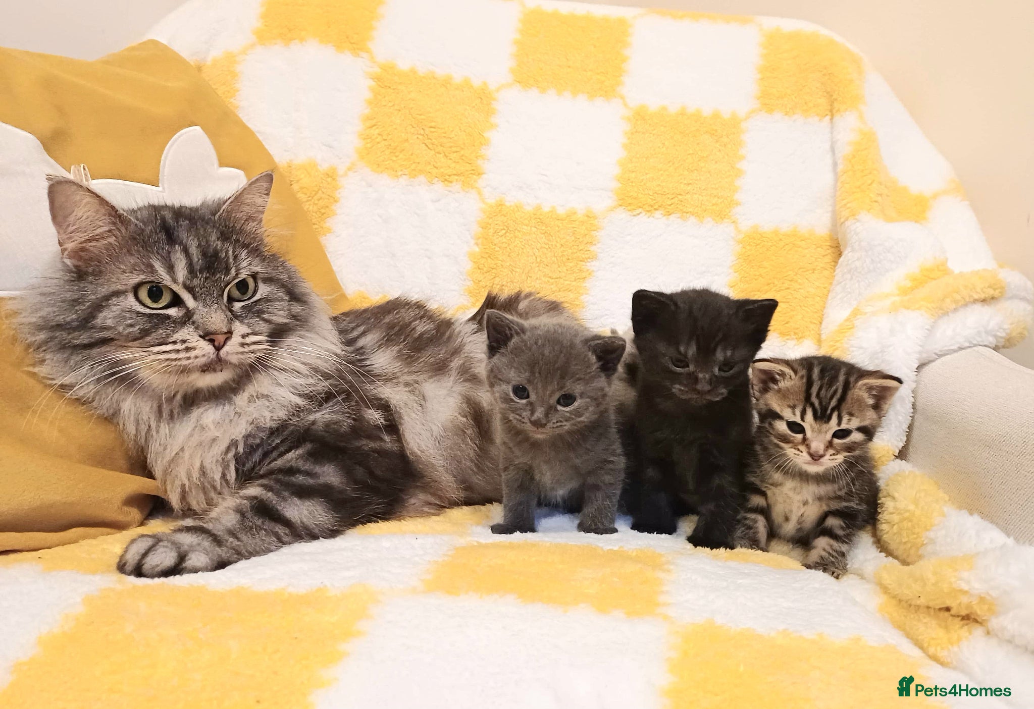 Mixed Breed cats Adorable Little Kittens 🐾💛 - Advert 2