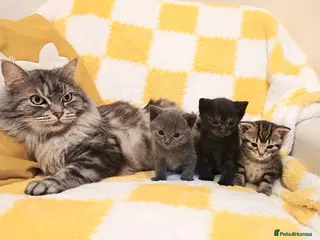 Mixed Breed cats Adorable Little Kittens 🐾💛 - Advert 2