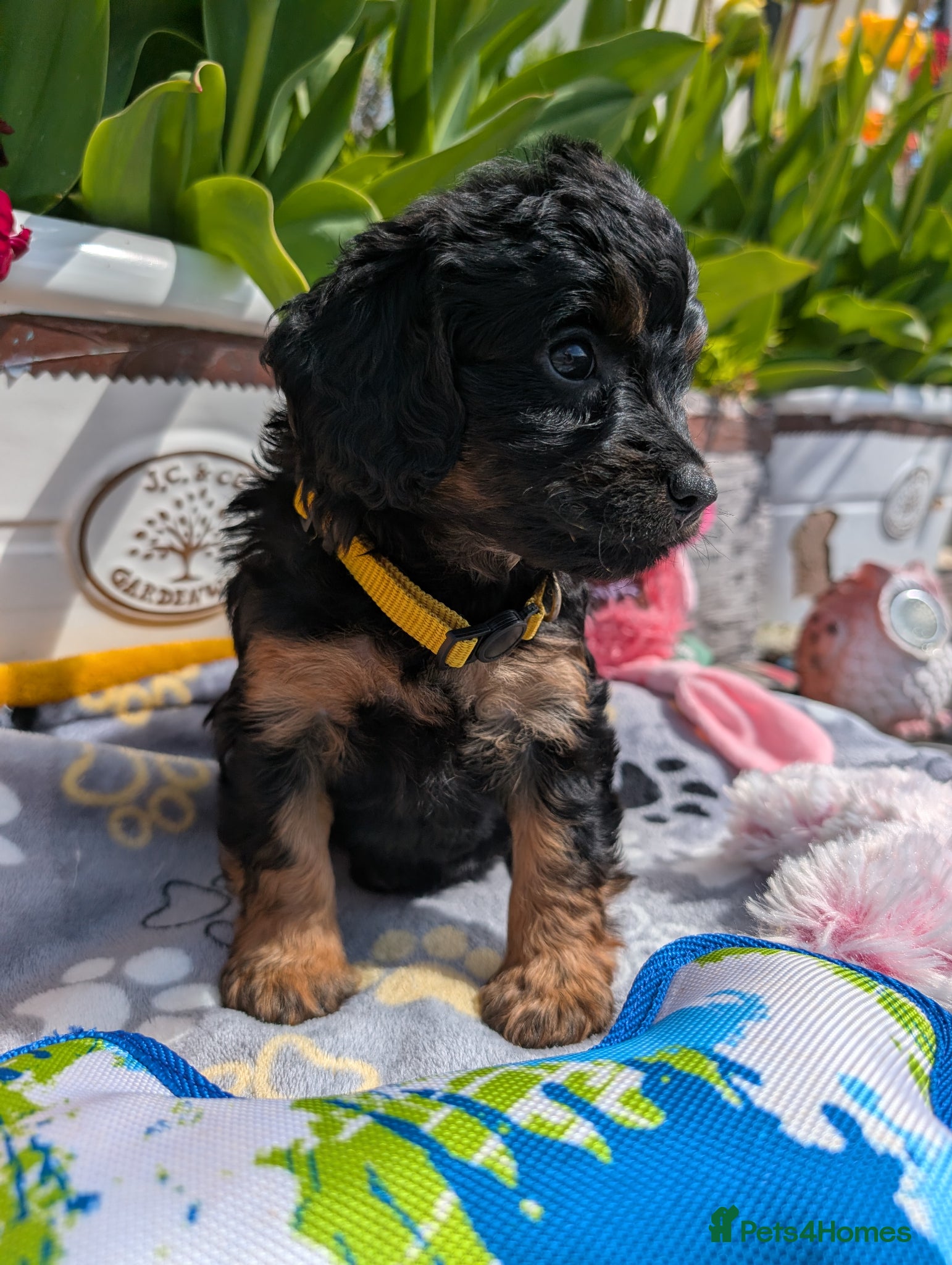 Cavapoo dogs Stunning Black & tan F1 Toy Cavapoo Puppies  - Advert 2