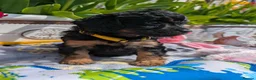 Cavapoo dogs for sale: Stunning Black & tan F1 Toy Cavapoo Puppies  - Advert 7