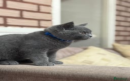 British Shorthair cats for sale: British shorthair  - Image 8