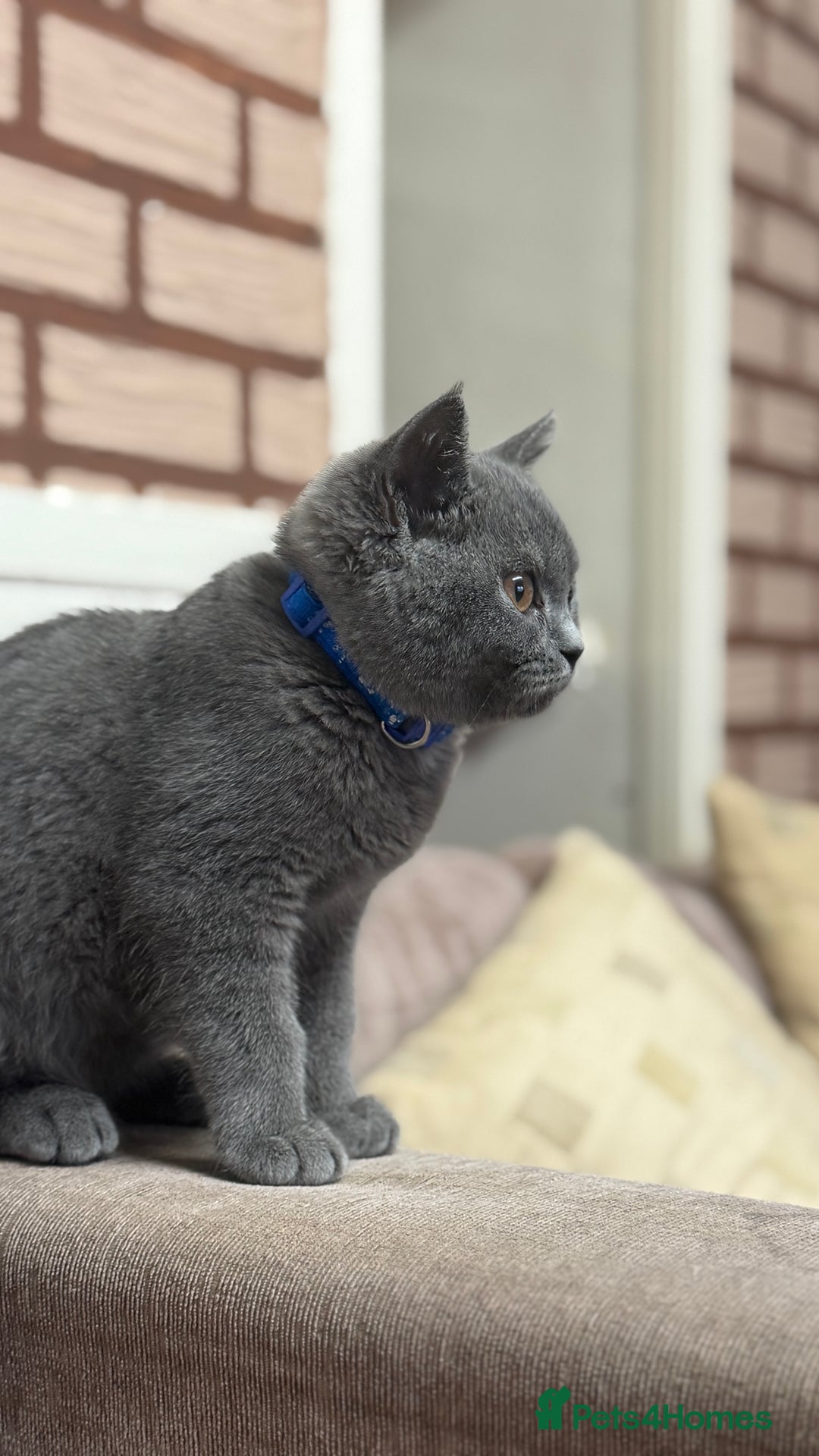 British Shorthair cats for sale: British shorthair  - Image 8