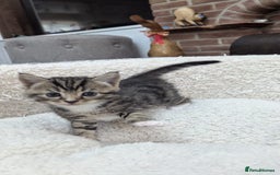 European cats for sale: 5 European shorthair kittens  - Image 18
