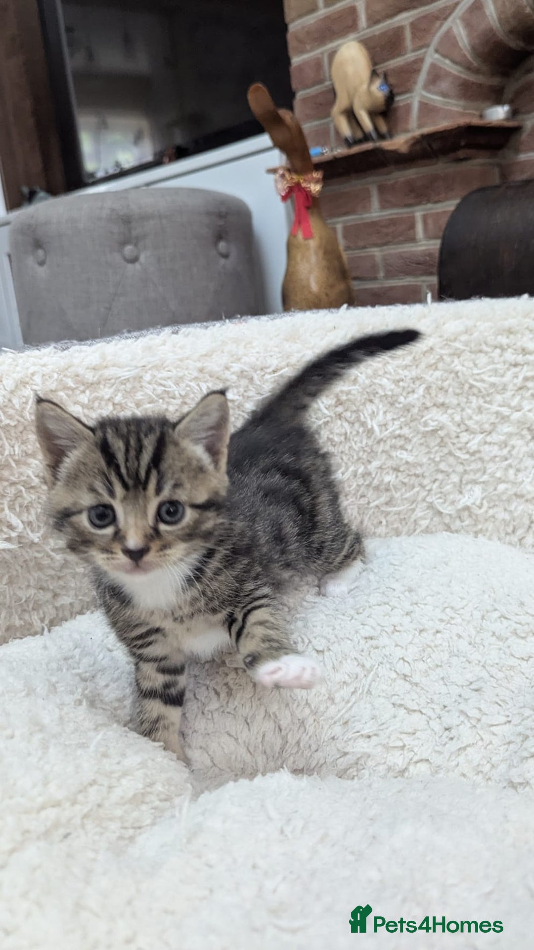 European cats for sale: 5 European shorthair kittens  - Image 18