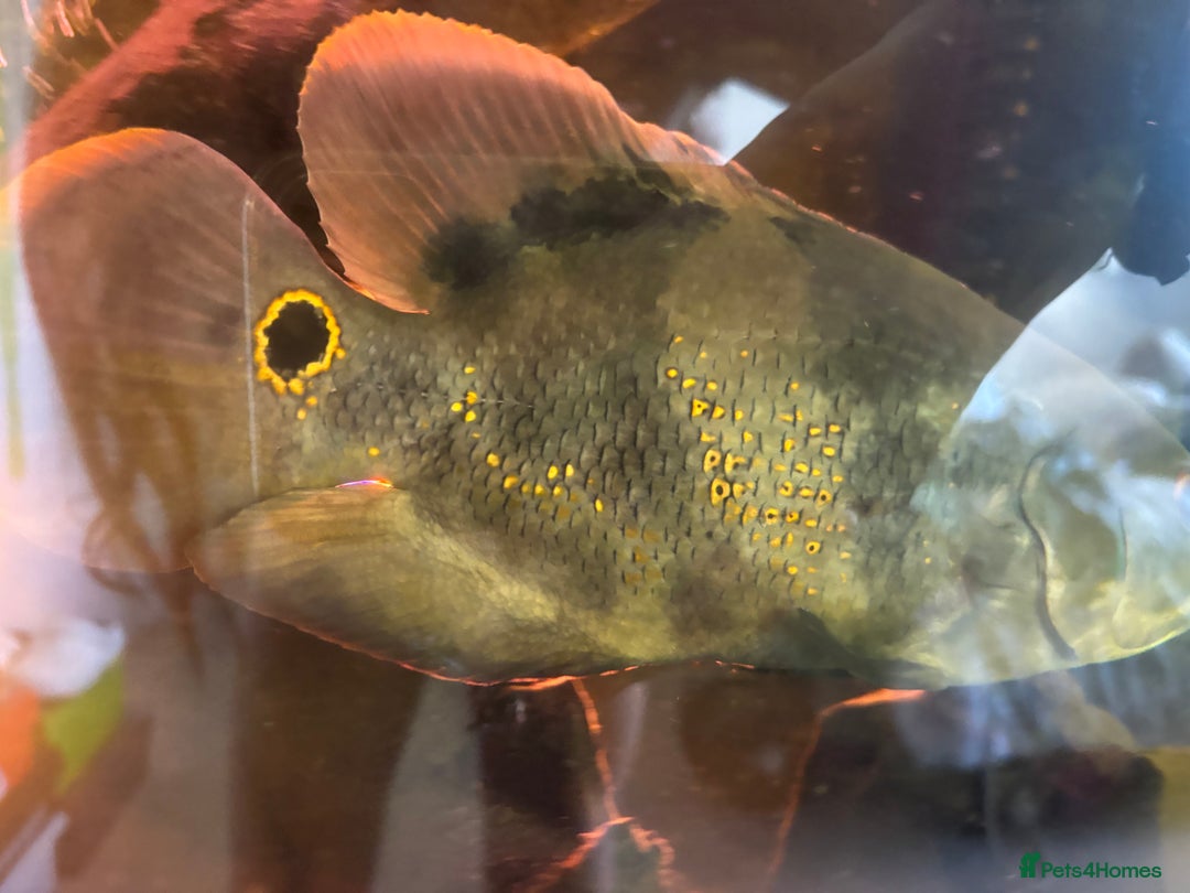 Other/Mixed Breed fish for sale: Oscars/ Tank  - Image 3