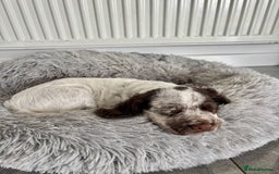Cocker Spaniel dogs for sale: Pedigree Chocolate Roan WCS Boy - Image 4