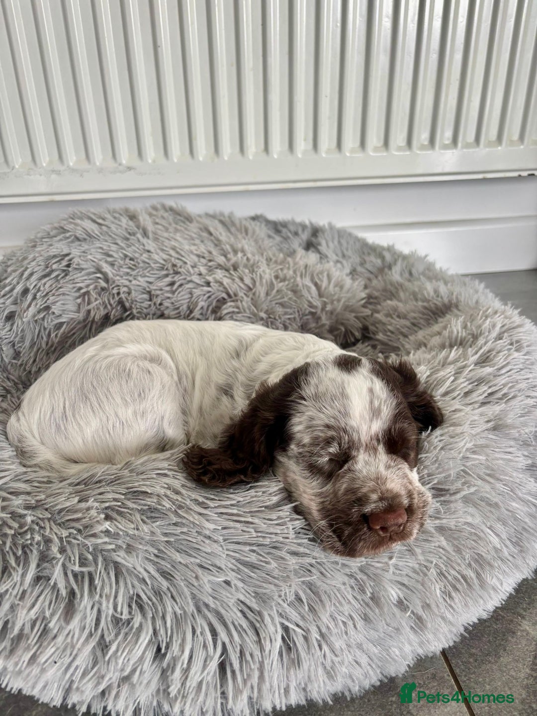 Cocker Spaniel dogs for sale: Pedigree Chocolate Roan WCS Boy - Image 4
