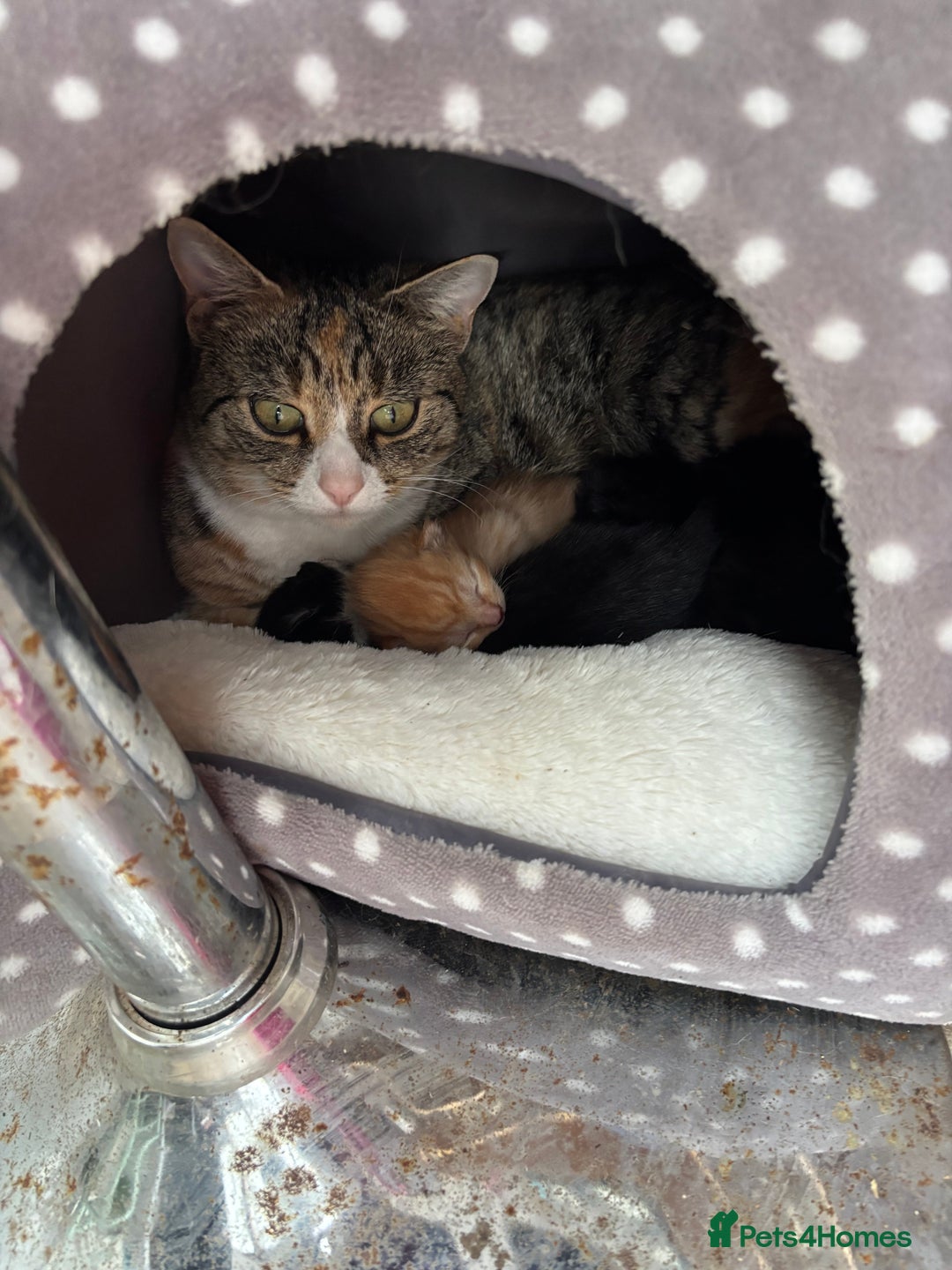 Domestic Shorthair cats for sale: Cute kittens  - Advert 4