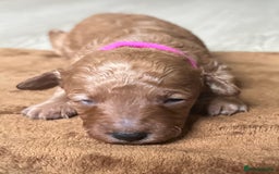 Toy Poodle dogs for sale: Red & black toy poodles  - Image 7