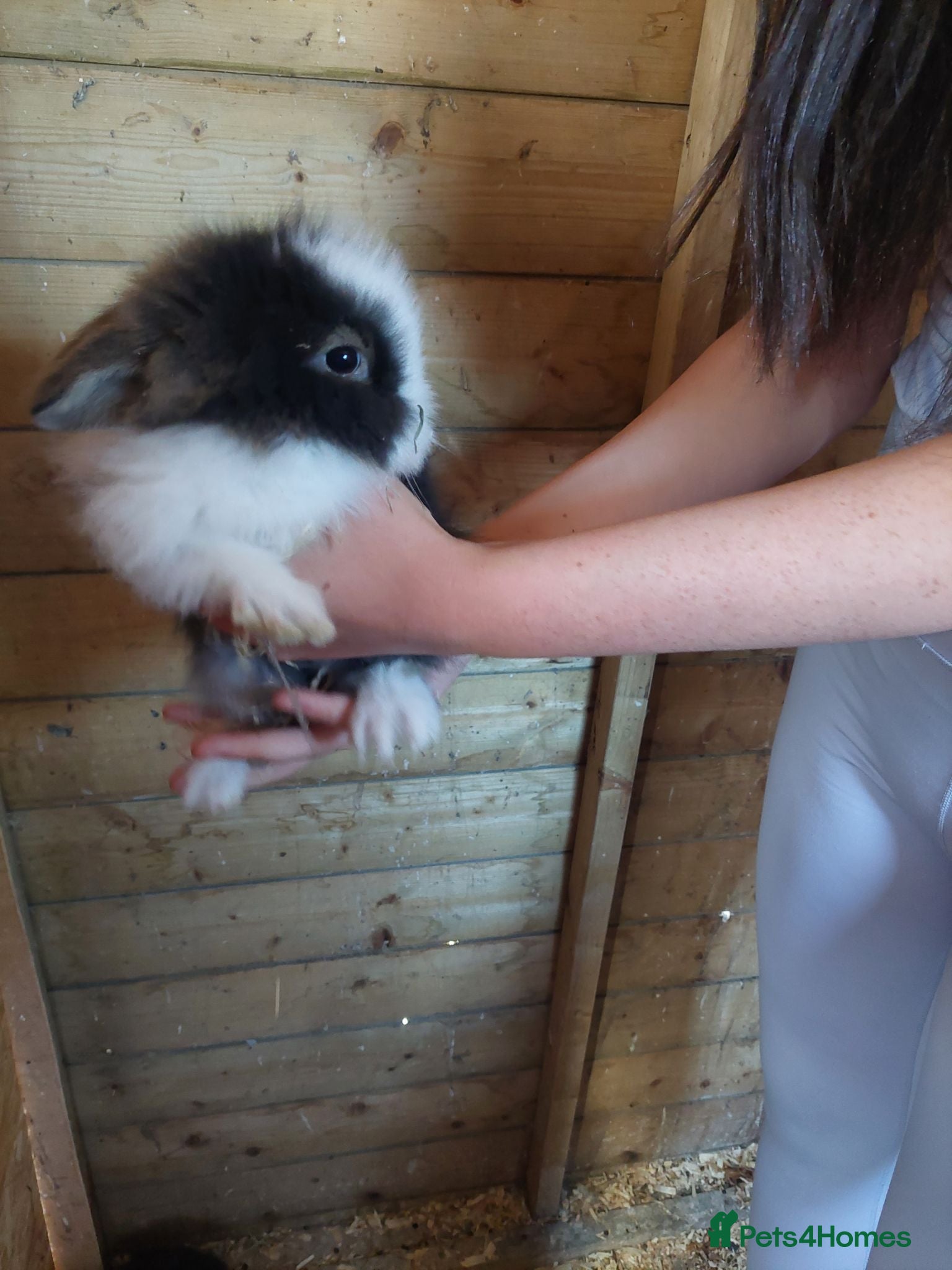 Lionhead rabbits Baby lionheads ready now  - Advert 4