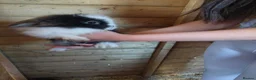 Lionhead rabbits for sale: Baby lionheads ready now  - Advert 1