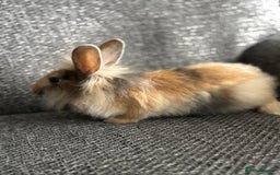 Lionhead rabbits for sale: 3 females Dutch x lionhead ready to go💞 - Image 13