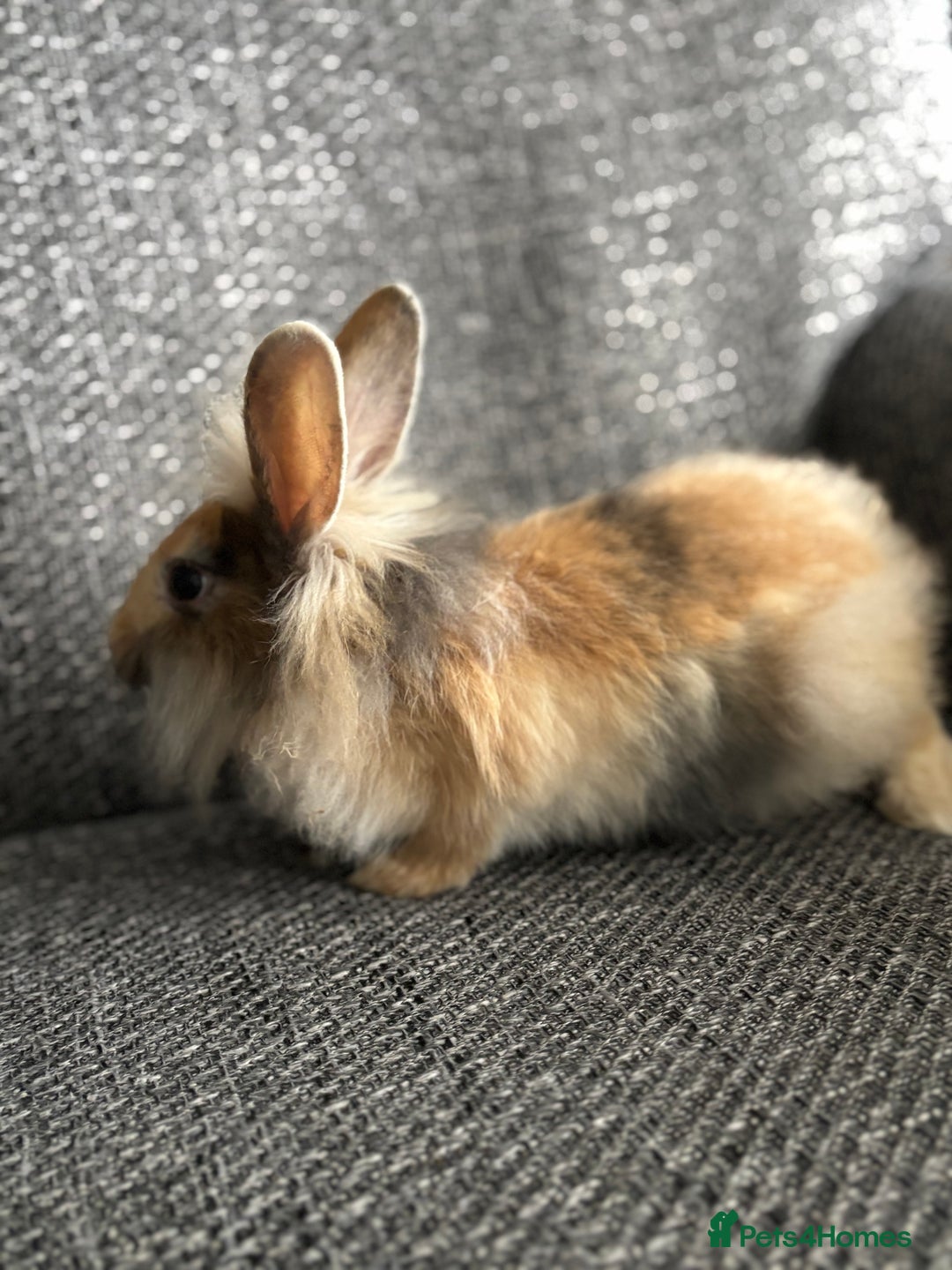 Lionhead rabbits for sale: 3 females Dutch x lionhead ready to go💞 - Image 13