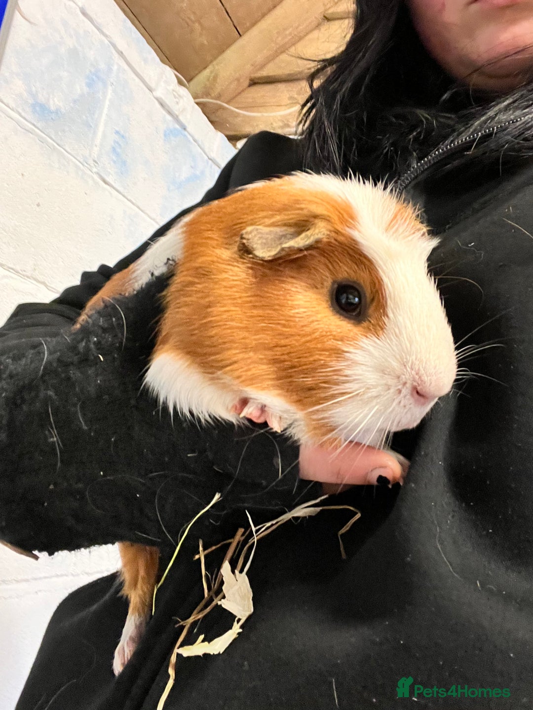 Guinea Pig rodents for sale: Four Handsome Guinea pigs - Advert 4