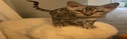 Bengal cats for sale: 🐾 BEAUTIFUL TICA REGISTERED BENGAL  – READY NOW  - Advert 3