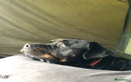 Rottweiler dogs for sale: Rottweiler female!  - Image 2