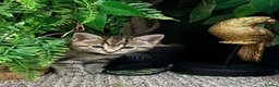 Mixed Breed cats for sale: Mixed Breed Tabby Kittens in Askam-in-Furness - Advert 4