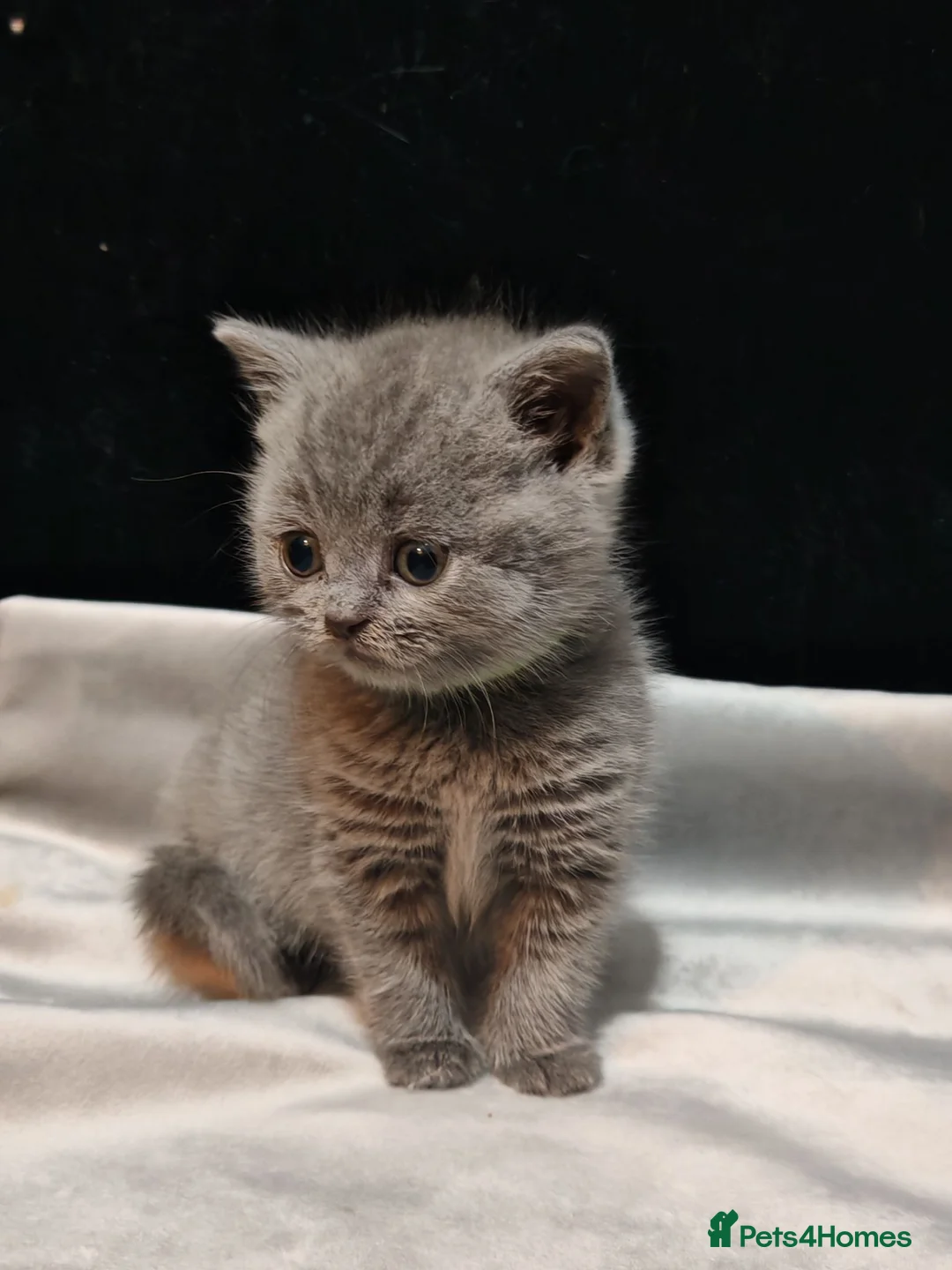 British Shorthair cats for sale: British shorthairs grey in Blackburn - Advert 2