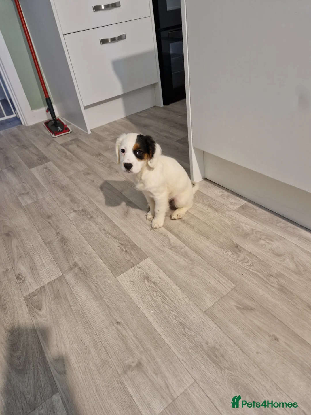 Mixed Breed dogs for sale: 12 week old girl - Advert 5