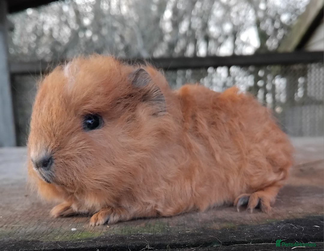 Guinea Pig rodents for sale: Swiss, Dalmation, Self Chocolate Boys and Girls - Advert 7