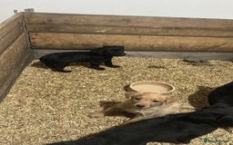 Labrador Retriever dogs for sale: Female Labrador puppies - Image 5