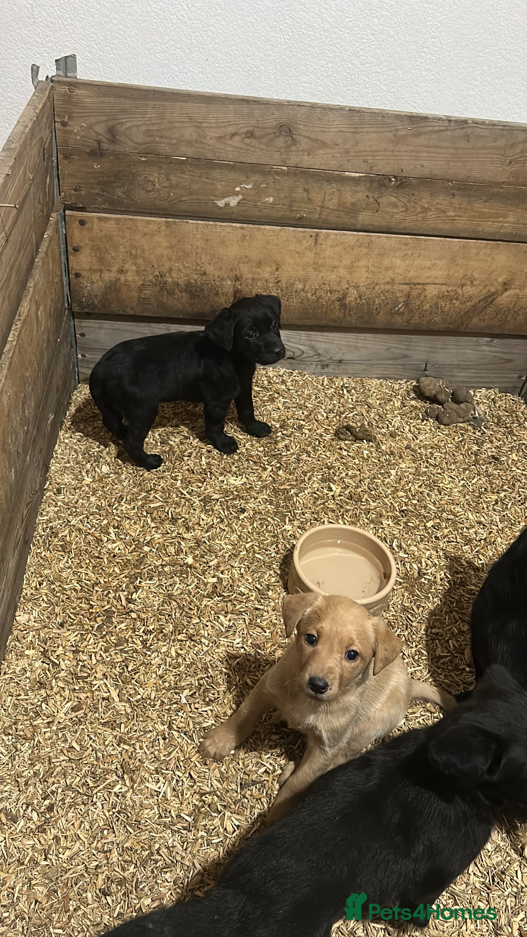 Labrador Retriever dogs for sale: Female Labrador puppies - Image 5