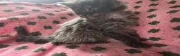 Maine Coon cats for sale: Maine coon kittens - Advert 14