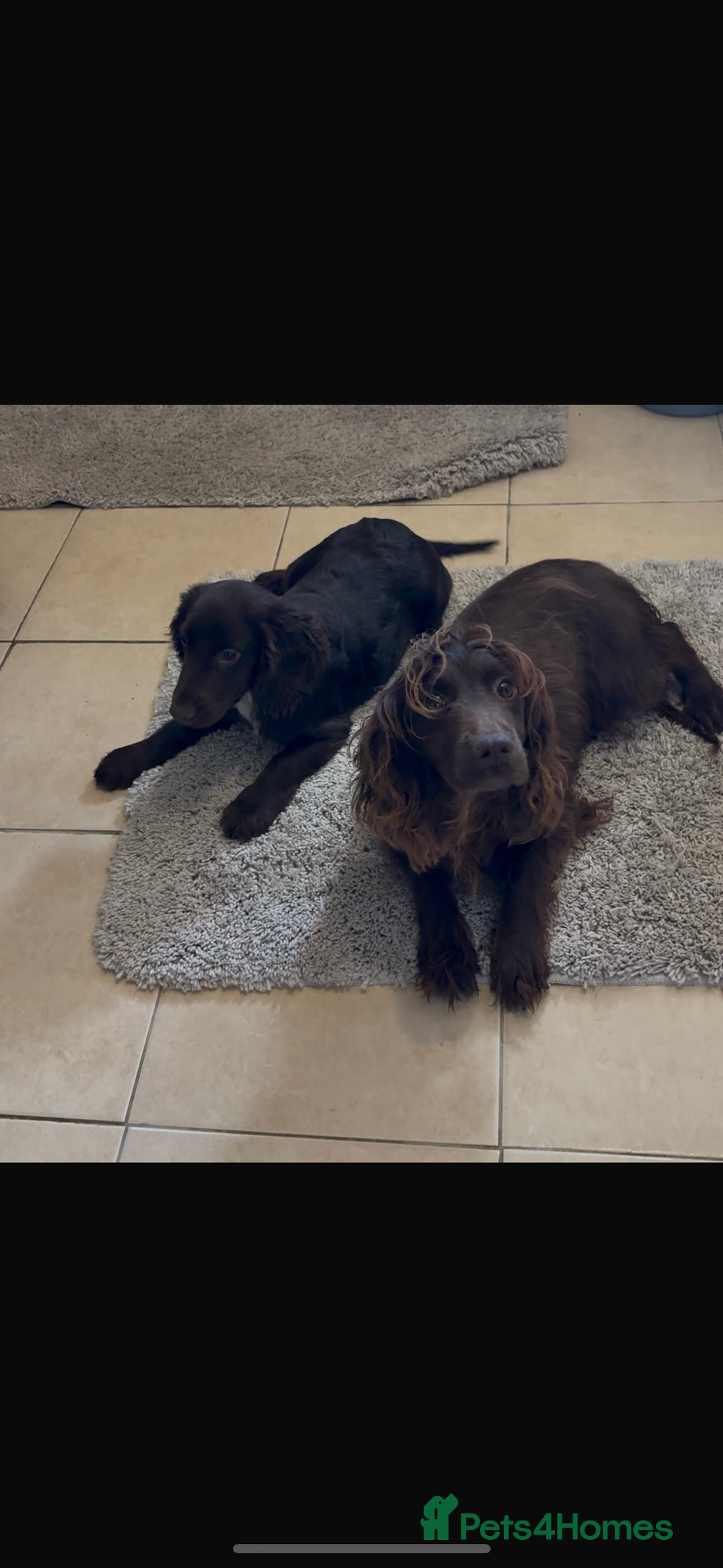 Cocker Spaniel dogs for sale: Cocker spaniel boy  - Image 1