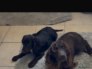 Cocker Spaniel dogs - Advert 31