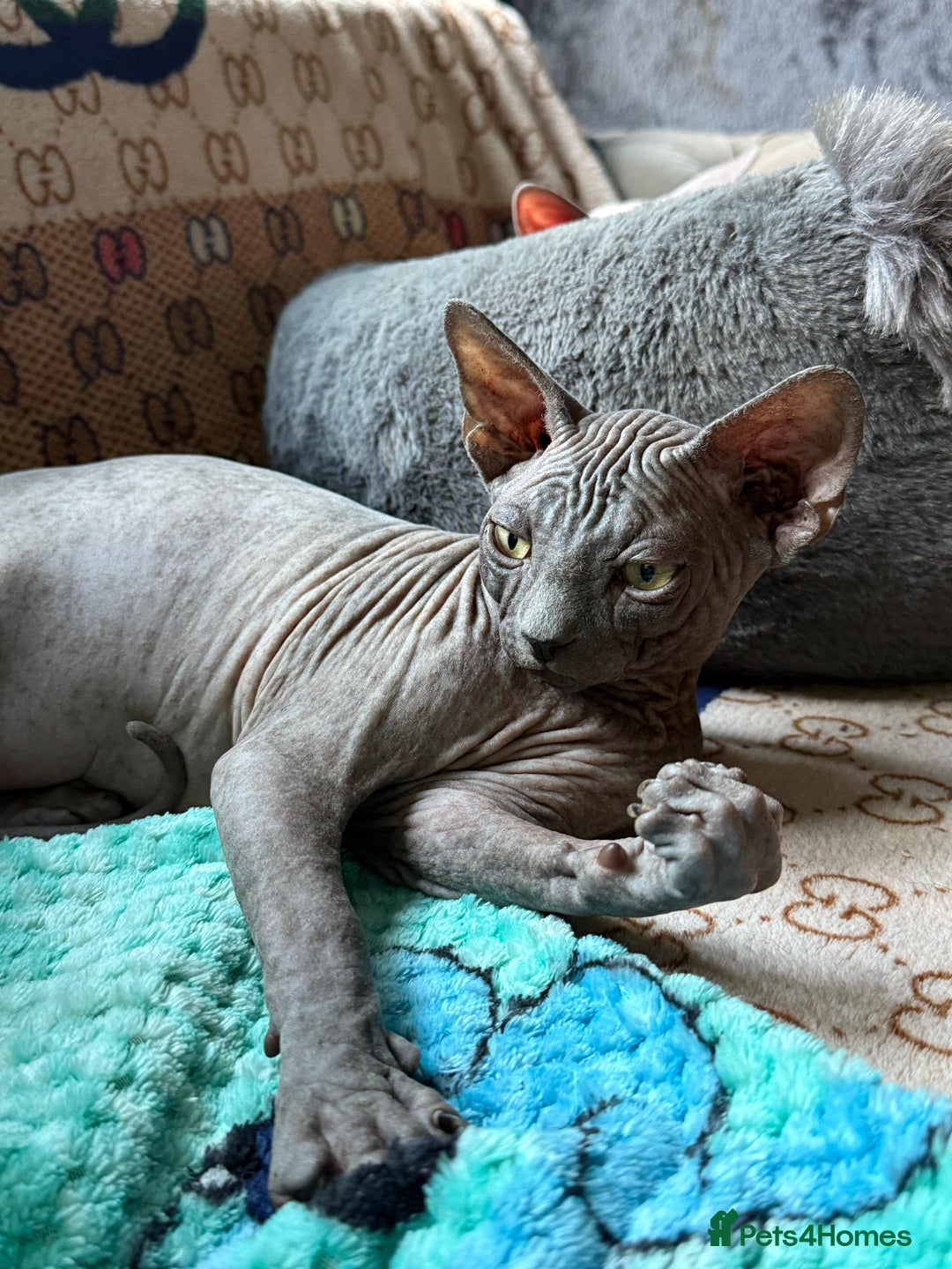 Sphynx cats for sale: Beautiful Sphynx Kittens Available  - Image 21
