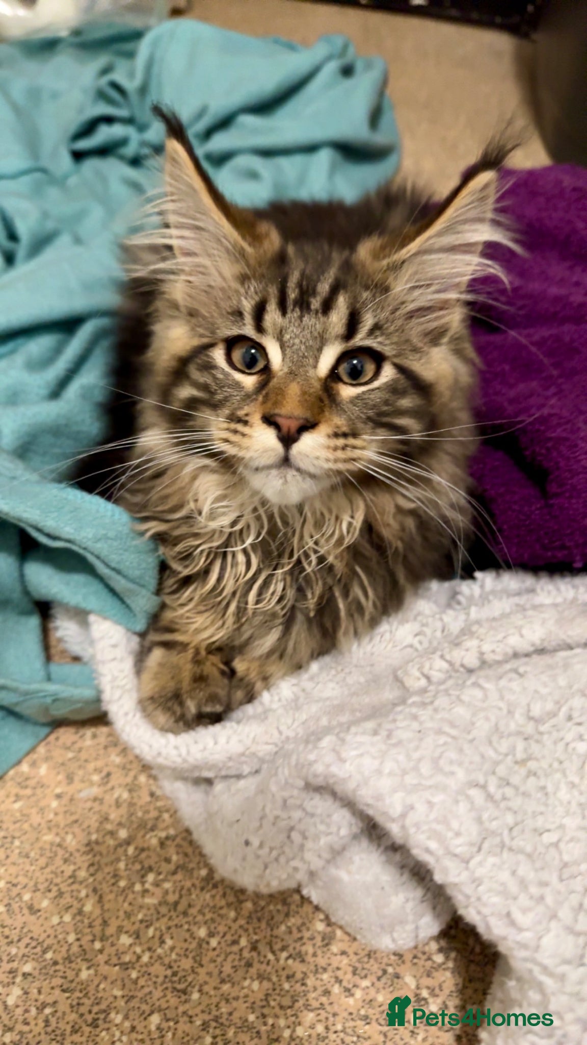 Maine Coon cats GCCF Silver Classic Maine Coon Kittens - Advert 1