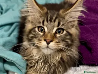 Maine Coon cats GCCF Silver Classic Maine Coon Kittens - Advert 1