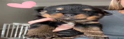 Rottweiler dogs for sale: ROTTWEILER PUPPIES 🐾 in Swansea - Advert 10