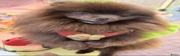 Pomeranian dogs for sale: Chocolate Pomeranian boy  - Advert 3